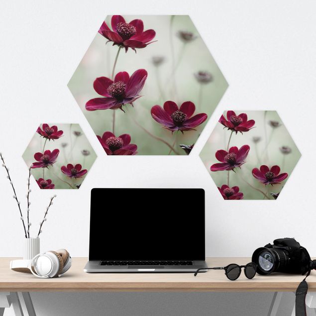 Hexagone en forex - Pink Cosmos Flower