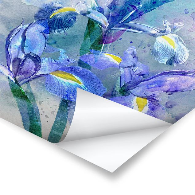 Posters muraux Aquarelle Fleurs Iris