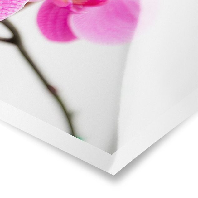 Tableaux muraux Gros plan sur une orchidée