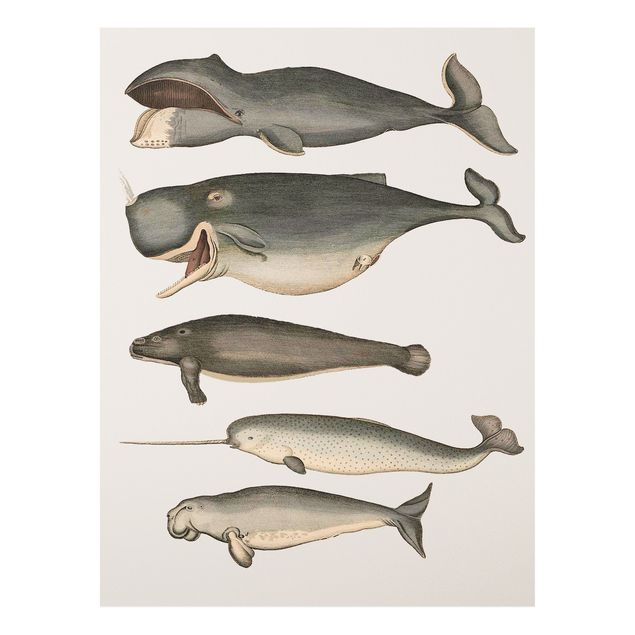 Tableaux poissons Cinq baleines vintage