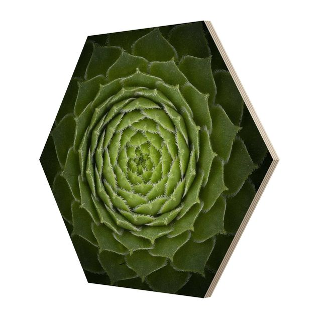 Hexagone en bois - Mandala Succulent