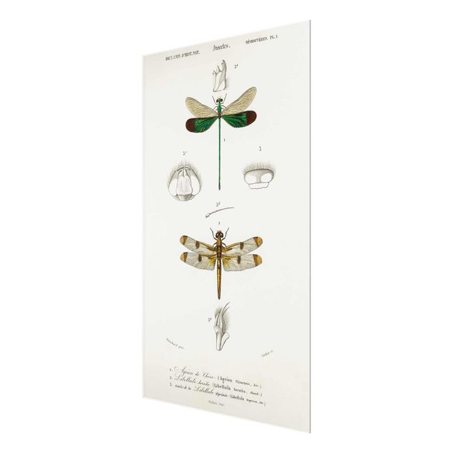 Tableaux en verre magnétique Tableau Vintage libellules