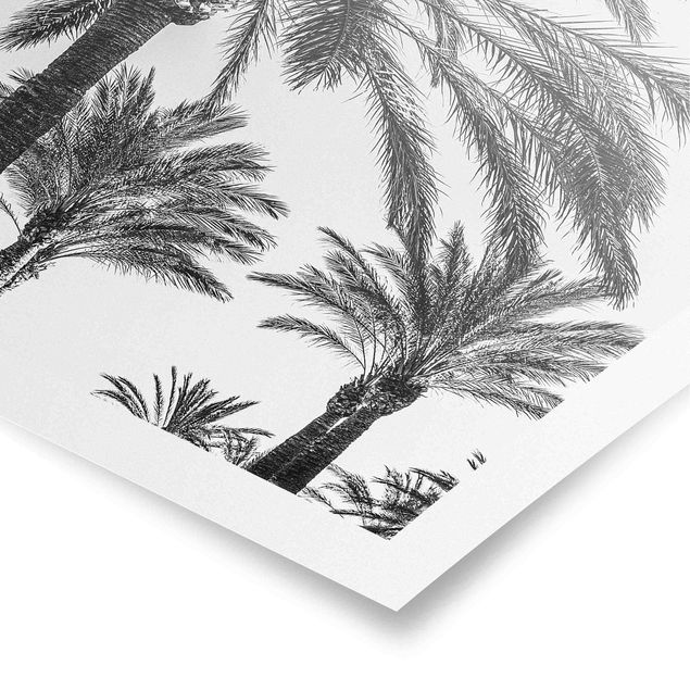 Tableaux nature Palmiers au coucher du soleil noir et blanc