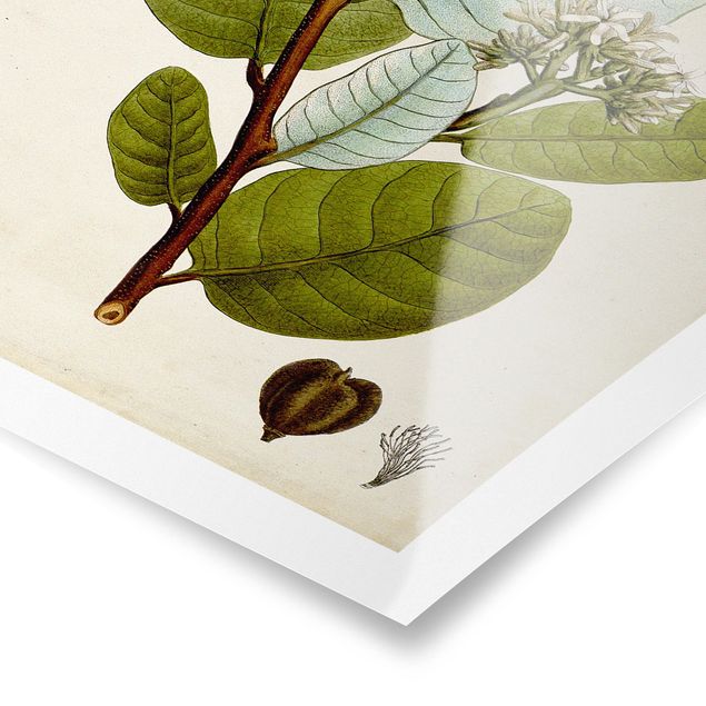 Tableaux Poster arbre à feuilles caduques I