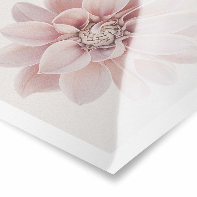 Posters muraux Fleur de dahlia Blanc Pastel Rose