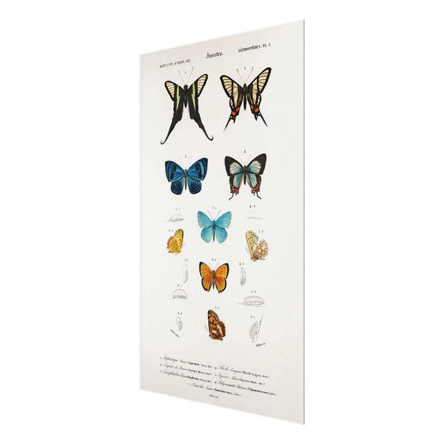 Tableau deco bleu Tableau Vintage papillons I