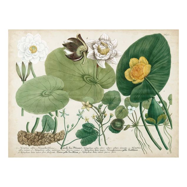 Fond de hotte - Vintage Illustration White Water-Lily