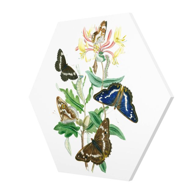 Forex tableau Papillons britanniques IV