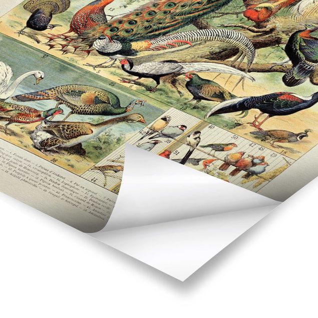 Posters Tableau Botanique Oiseaux Européens
