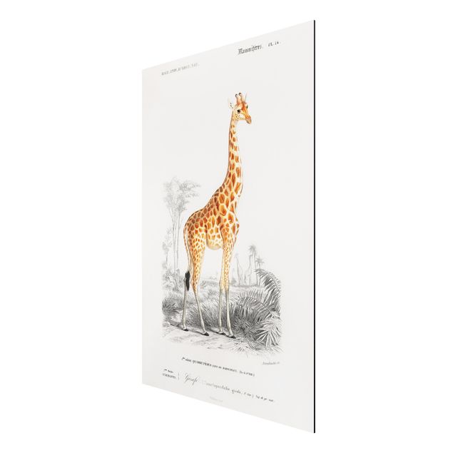Tableaux animaux Tableau Vintage Girafe