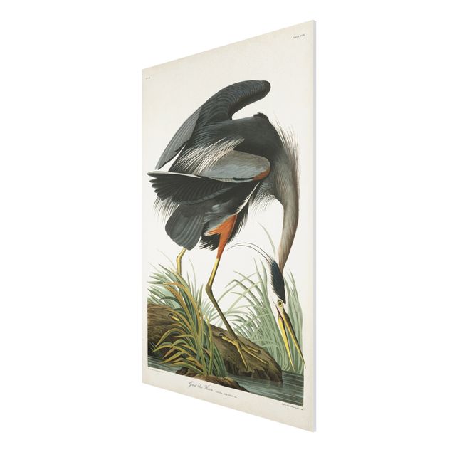 Tableau vintage Tableau Botanique Blue Heron