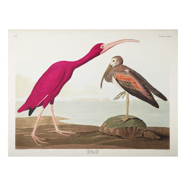 Tableau paysage Tableau Vintage Ibis rouge
