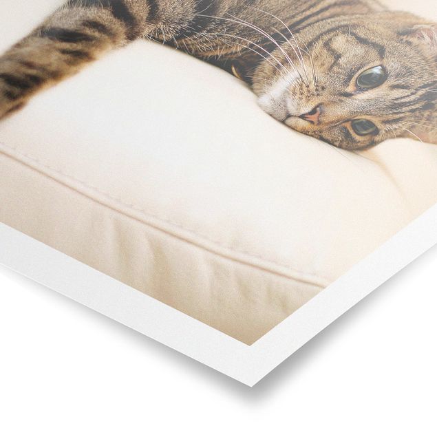 Poster animaux Chat Chill Out