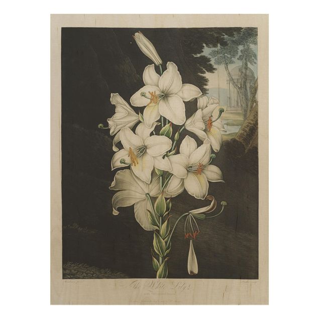 Tableaux en bois avec fleurs Illustration Botanique Vintage Lys blanc