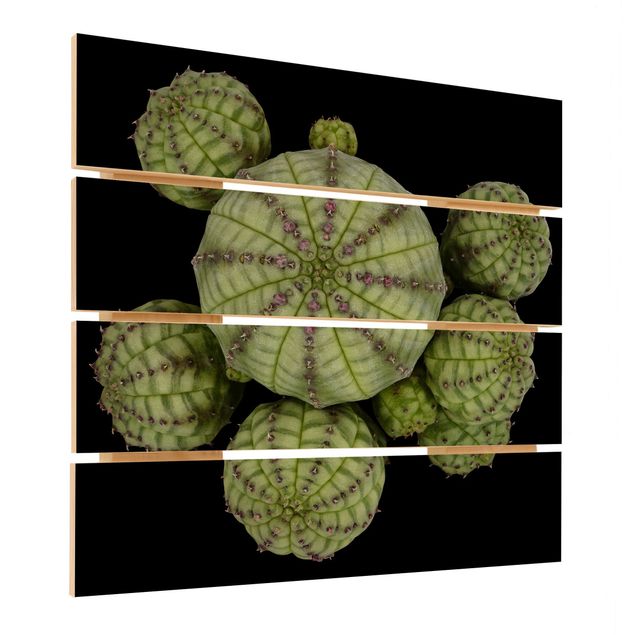 Impression sur bois - Euphorbia - Spurge Urchins