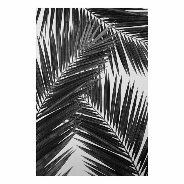 Tableau paysages Vue sur des feuilles de palmier noir et blanc