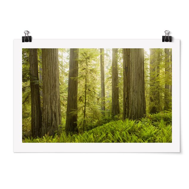 Tableaux moderne Vue de la forêt du Redwood State Park