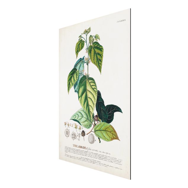 Tableaux vintage Illustration vintage botanique Cacao