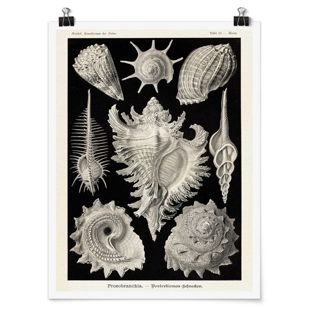 Tableau bord de mer Tableau Botanique Moules I