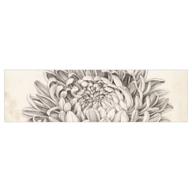 Revêtement mural cuisine - Botanical Study Chrysanthemum II