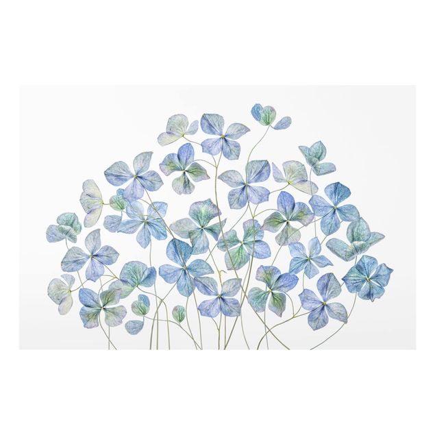 Fond de hotte - Blue Hydrangea Flowers