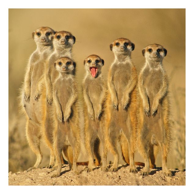 Tableau moderne Famille de suricates