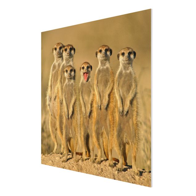 Tableau animaux Famille de suricates