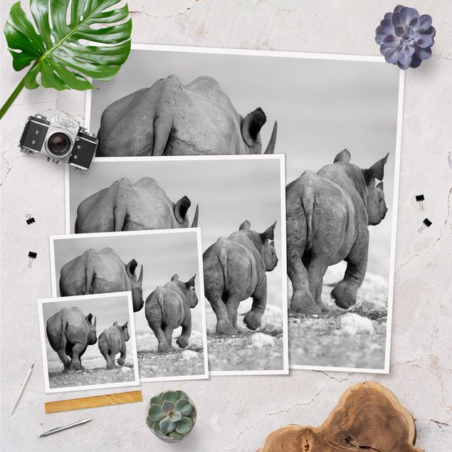 Posters Rhinocéros errants II