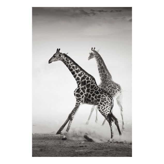 Tableaux girafes Girafes à la chasse