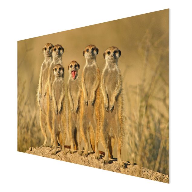 Tableau animaux Famille de suricates