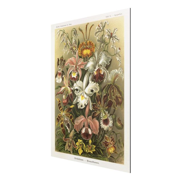 Tableau fleurs Tableau Vintage Orchidée