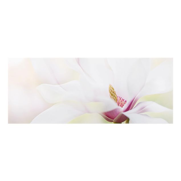 Fond de hotte - Delicate Magnolia Blossom