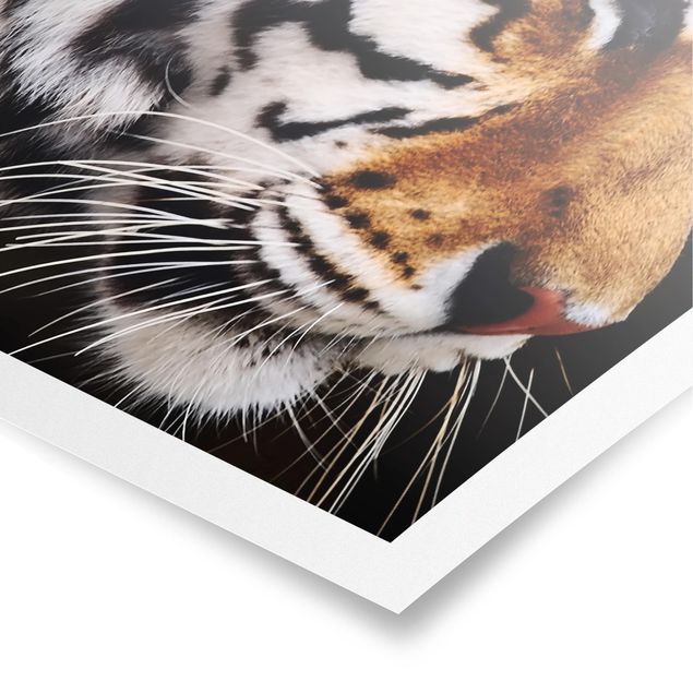 Poster animaux Beauté du tigre