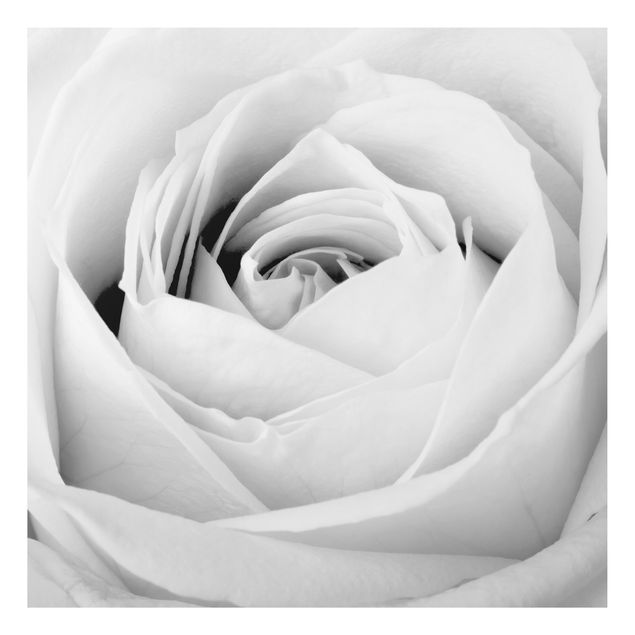 Tableaux moderne Close Up Rose