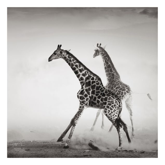 Tableau girafe Girafes à la chasse