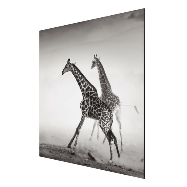 Tableaux moderne Girafes à la chasse