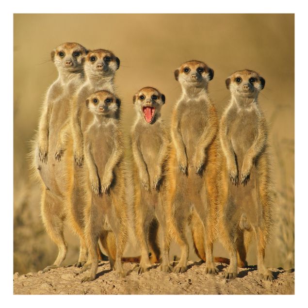 Tableau moderne Meerkat Family