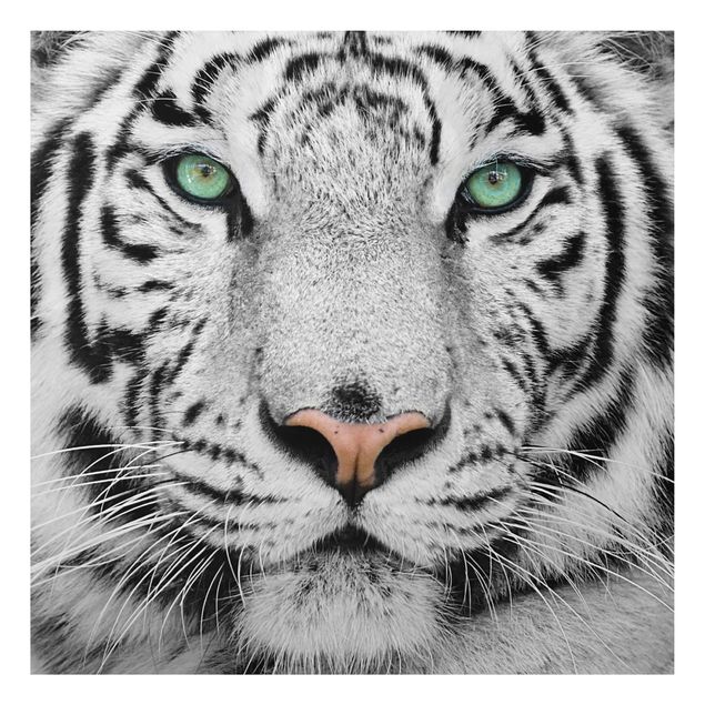 Tableau tigres Tigre Blanc