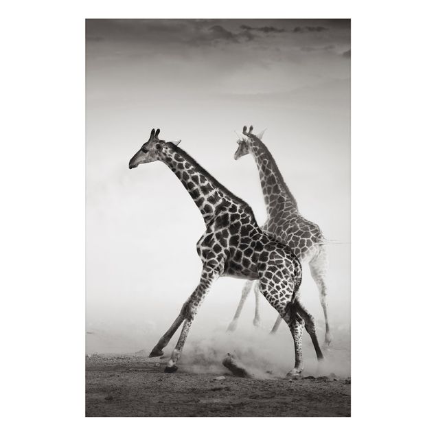 Tableau girafe Girafes à la chasse