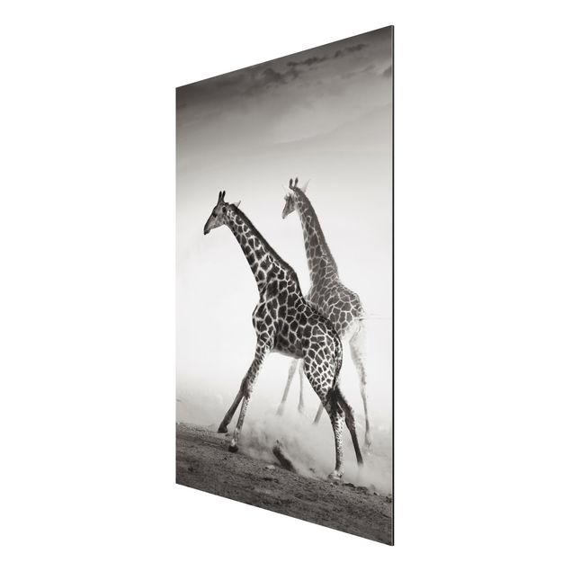 Tableaux moderne Girafes à la chasse