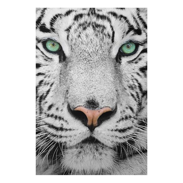 Tableau tigres Tigre Blanc
