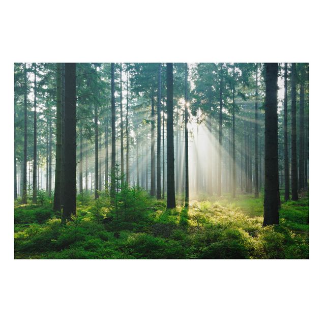 Tableau paysage Forêt éclairée