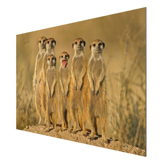 Tableau animaux Meerkat Family