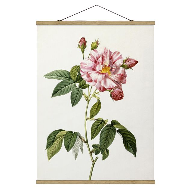 Tableaux fleurs Pierre Joseph Redoute - Rose Gallica Rose