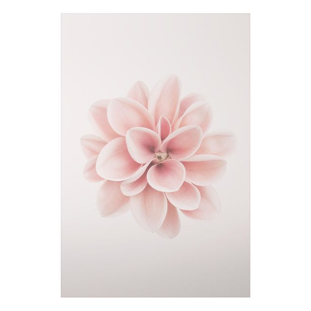 Tableaux modernes Dahlia Rose Fleur Pastel Centré