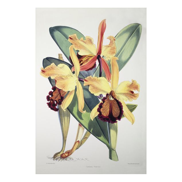 Tableaux orchidées Walter Hood Fitch - Orchidée