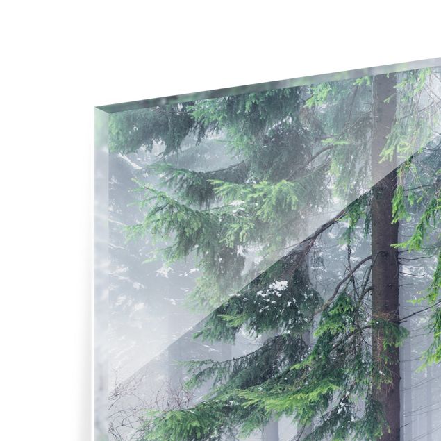 Fonds de hotte - Conifers In Winter - Panorama 5:2