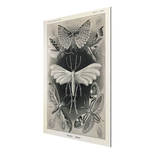 Tableaux animaux Tableau Vintage phalènes et papillons