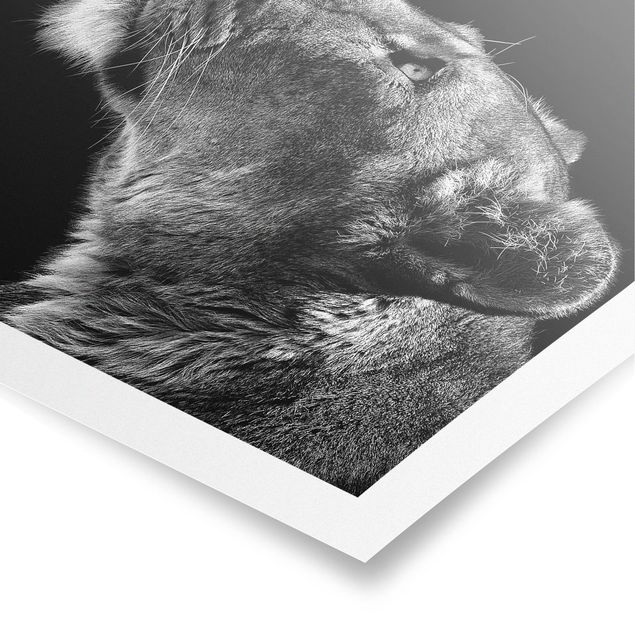 Tableaux animaux Portrait d'une lionne