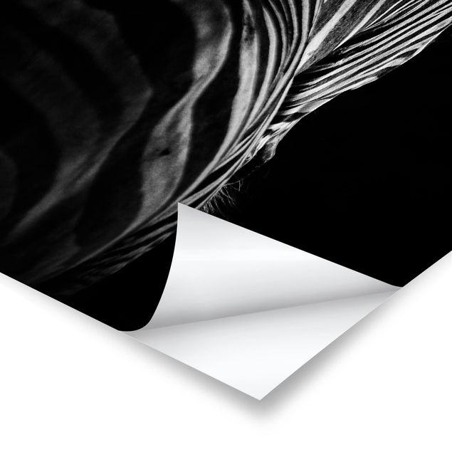 Tableau décoration Silhouette de zèbre en noir et blanc